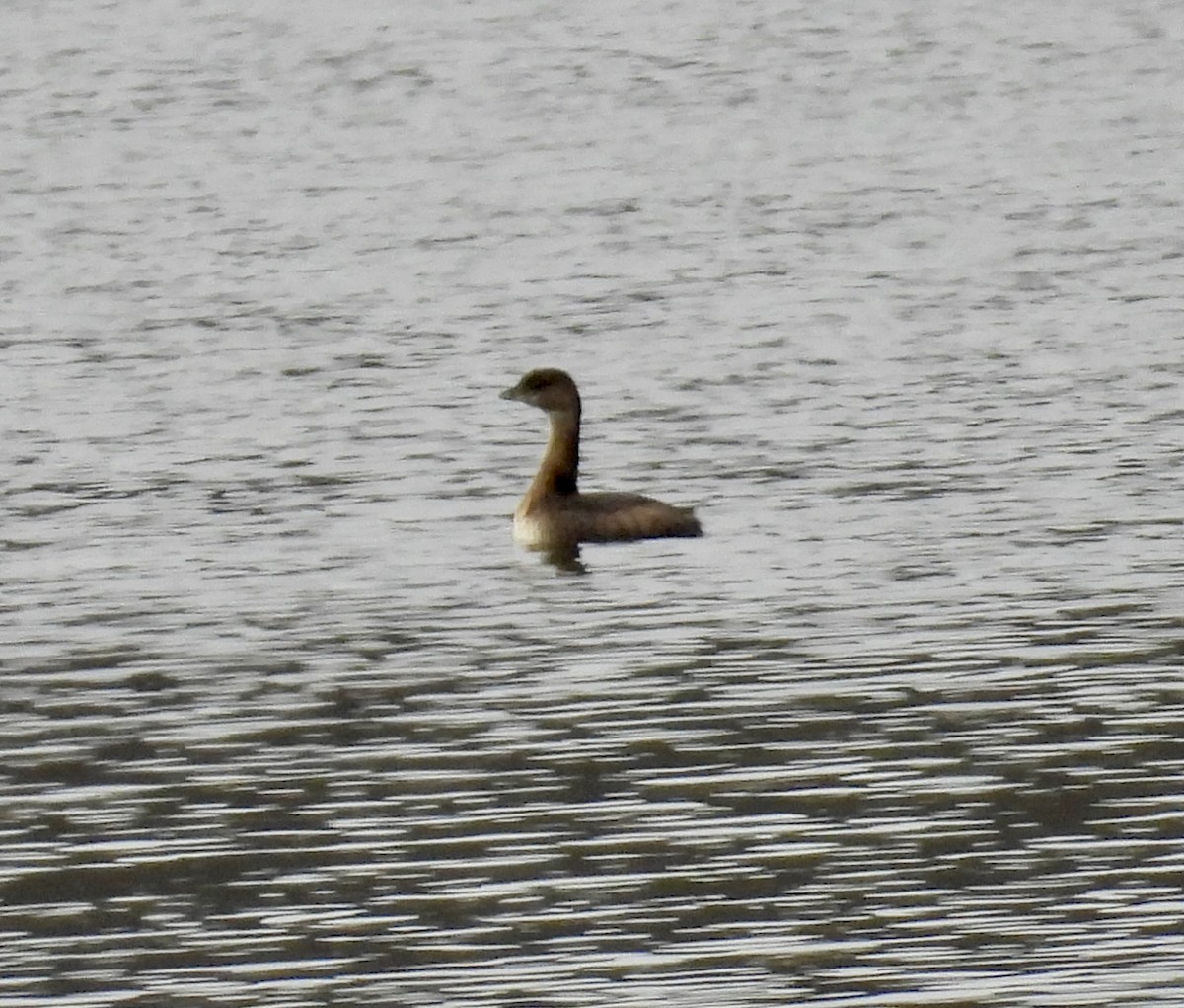 Pied-billed Grebe - ML614234052