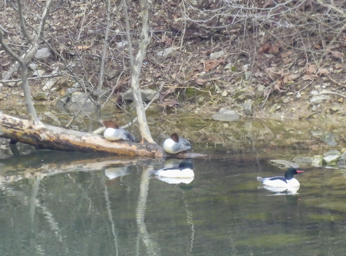 Common Merganser - ML614234204