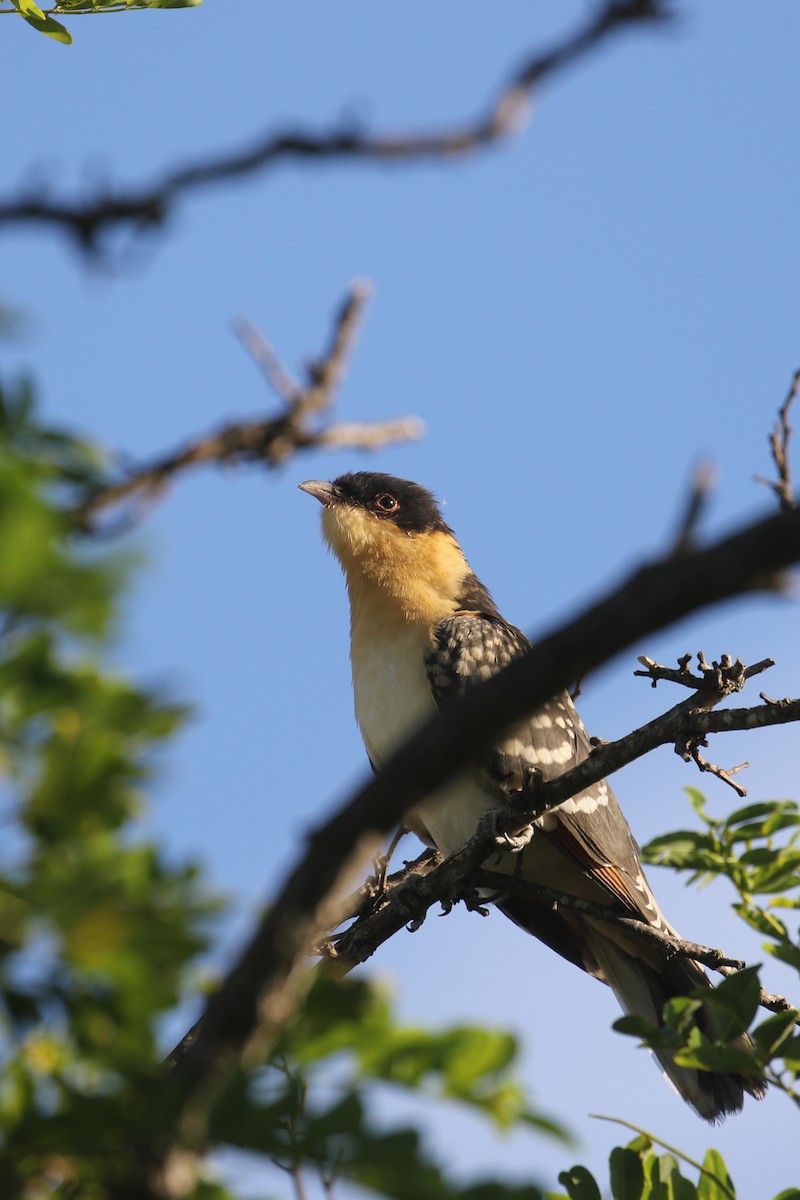 Great Spotted Cuckoo - ML614234209