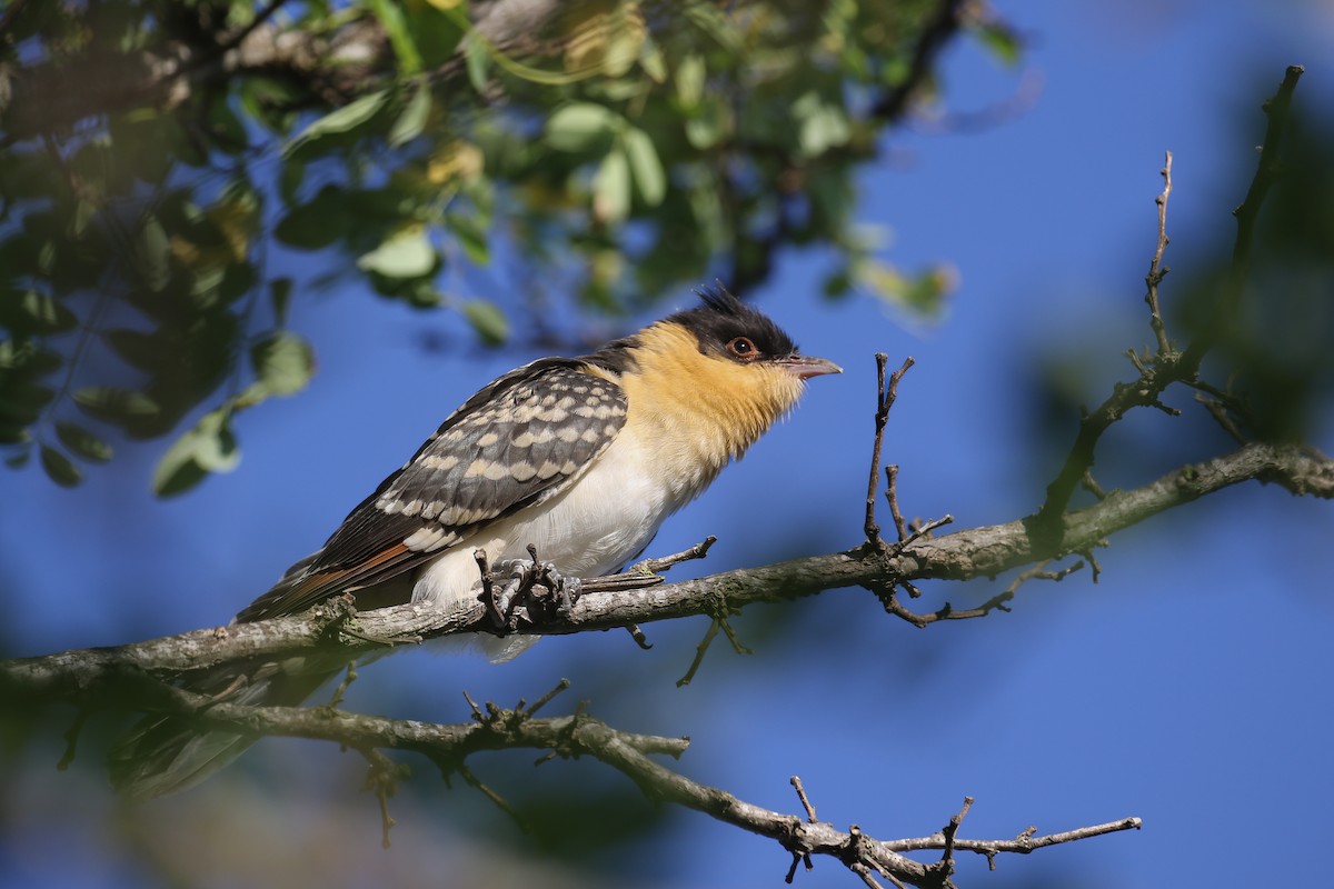 Great Spotted Cuckoo - ML614234210