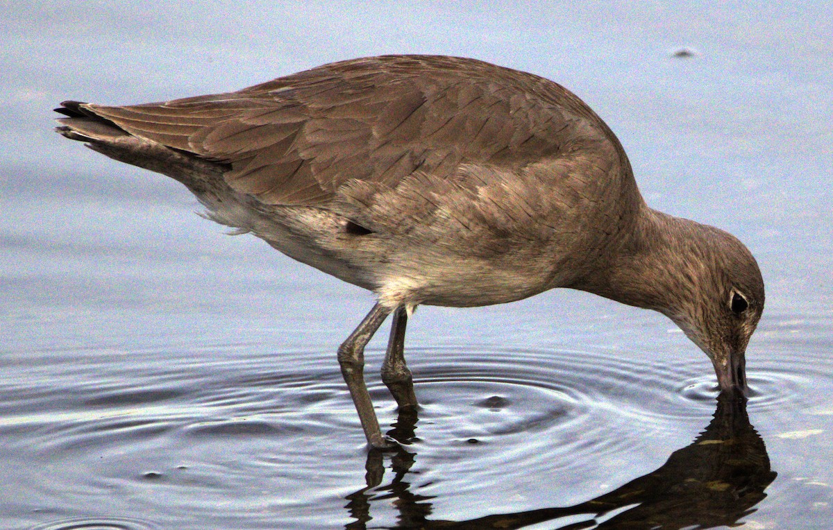 Willet - ML614234347