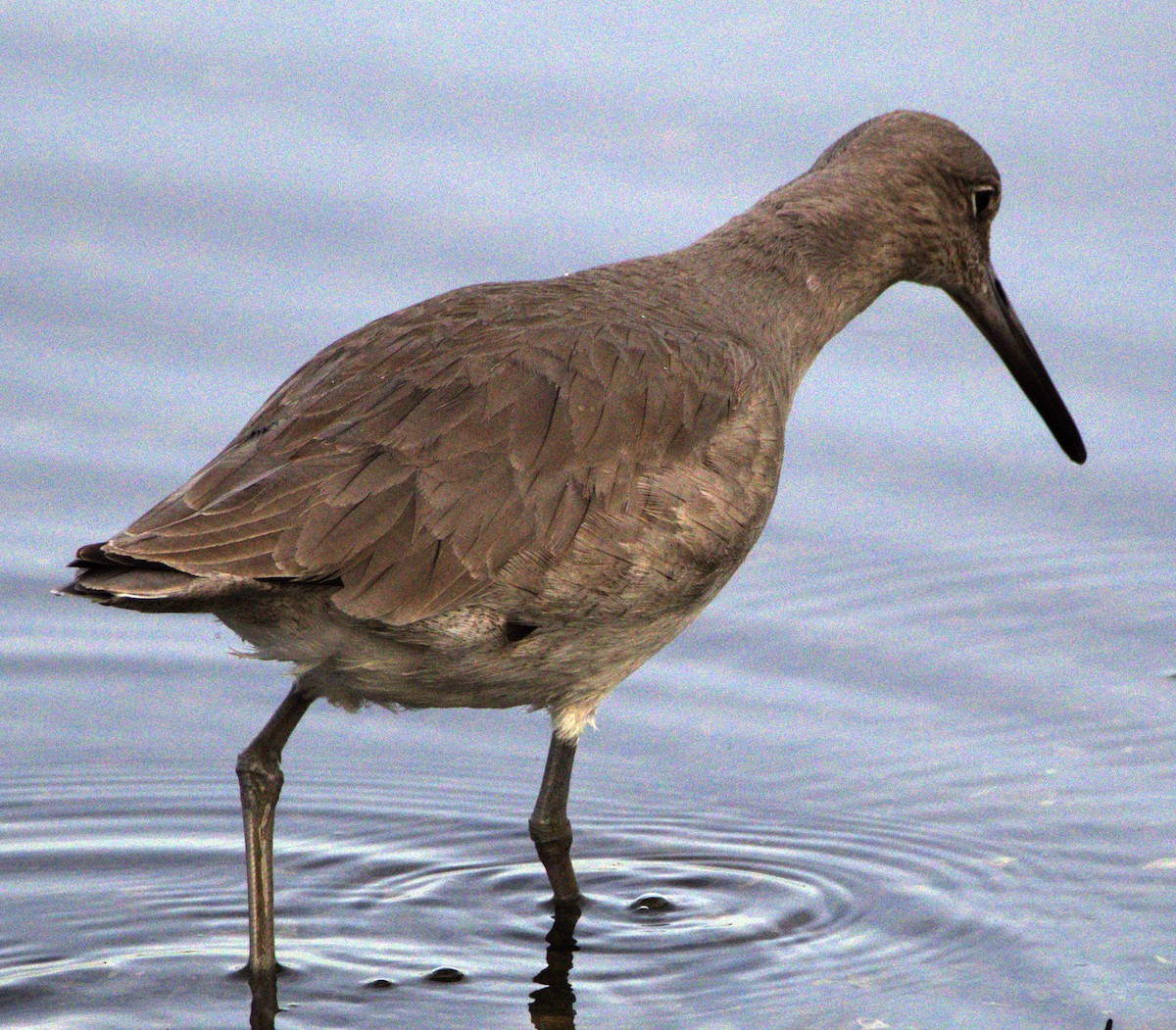 Willet - ML614234349