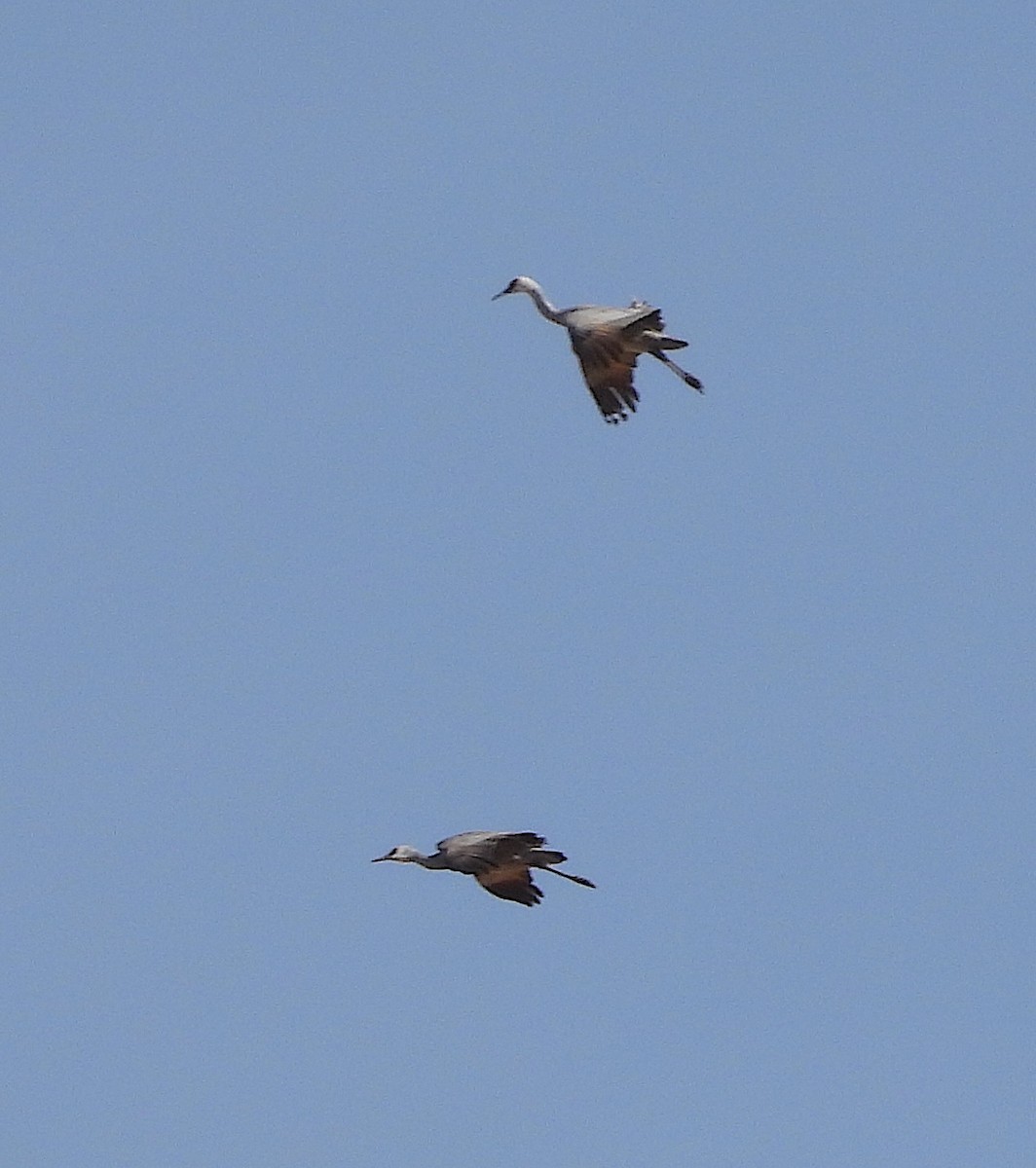 Sandhill Crane - ML614234423