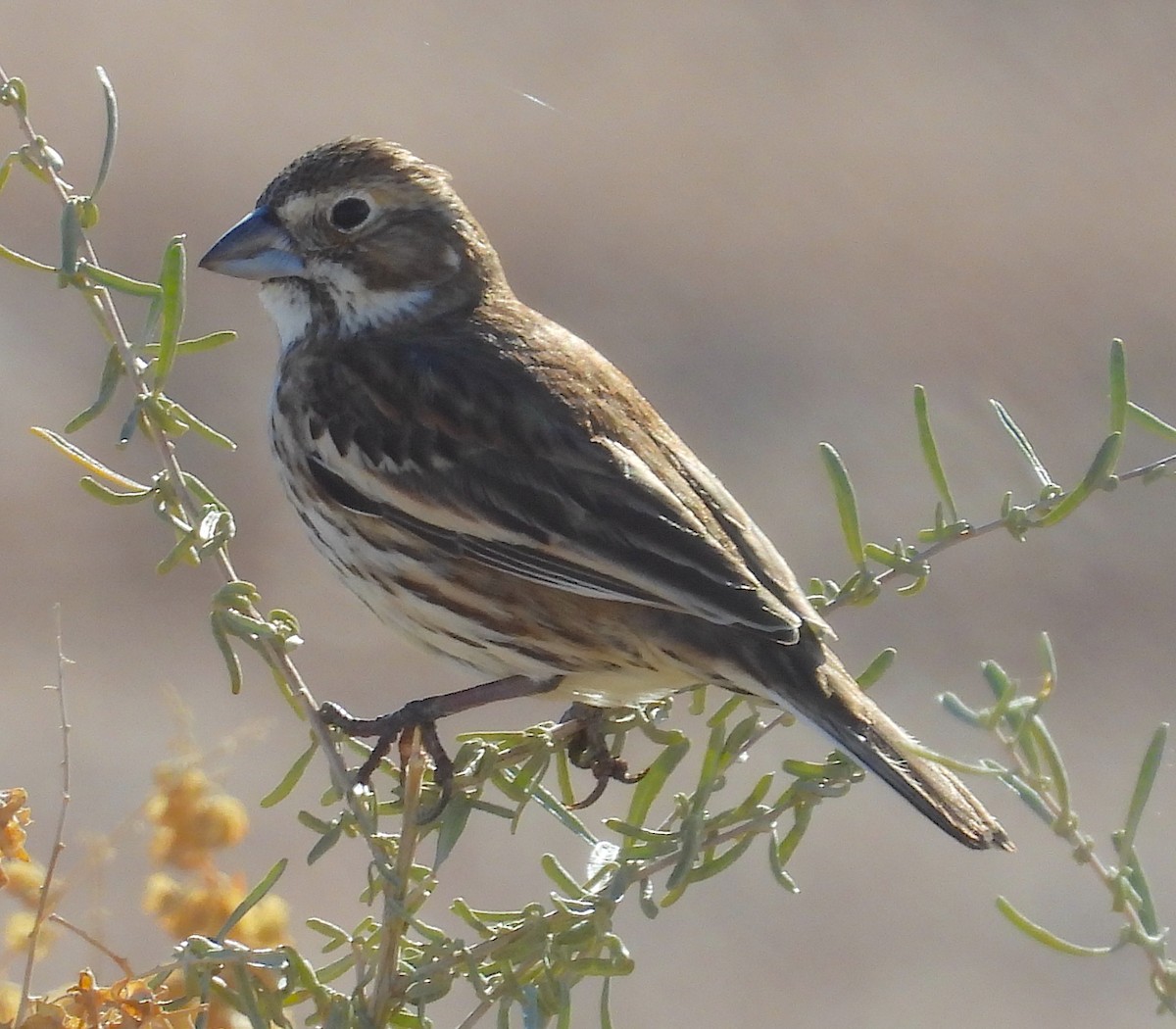 Lark Bunting - ML614234438