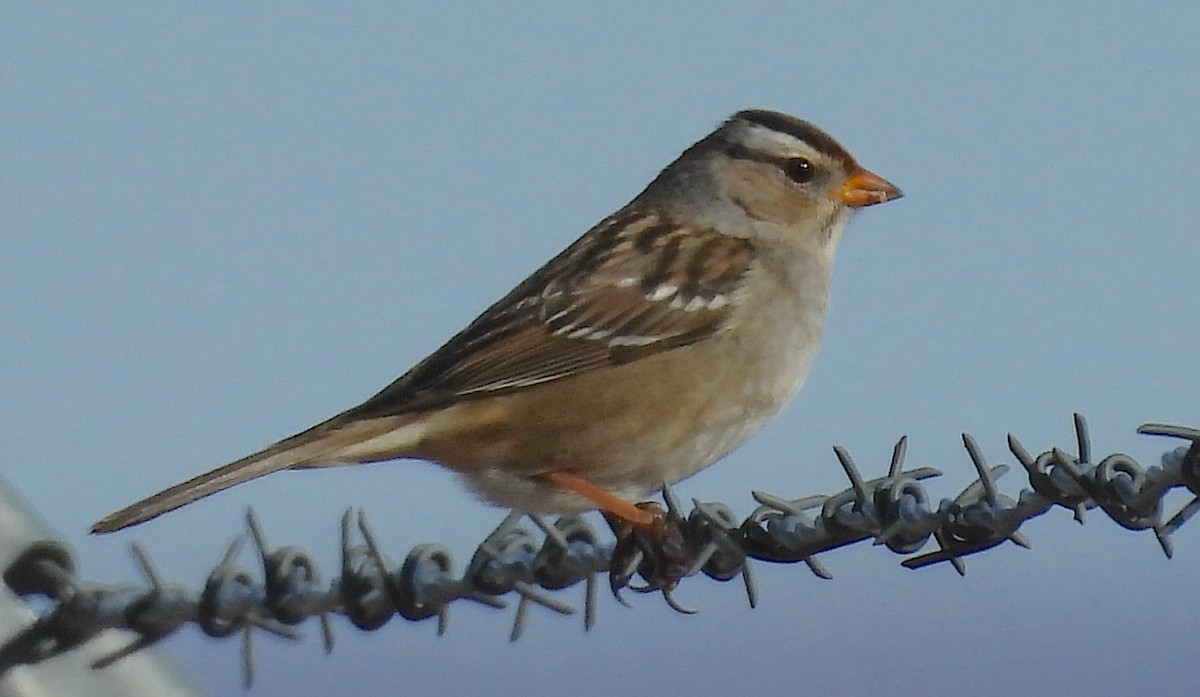 White-crowned Sparrow - Jeff Johnson