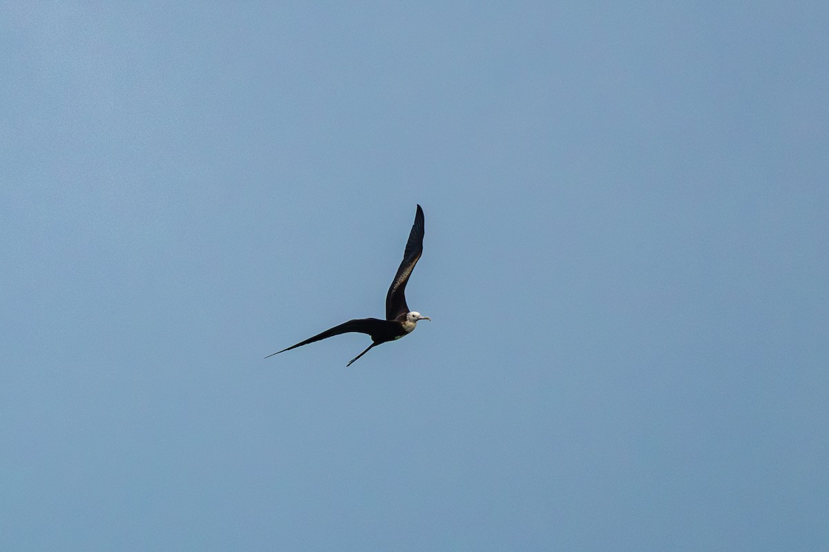 Magnificent Frigatebird - ML614234500