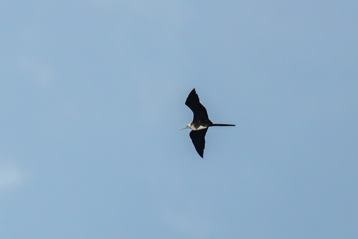 Magnificent Frigatebird - ML614234501