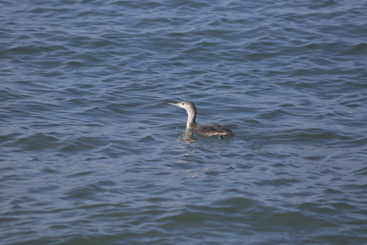 Red-throated Loon - ML614234505