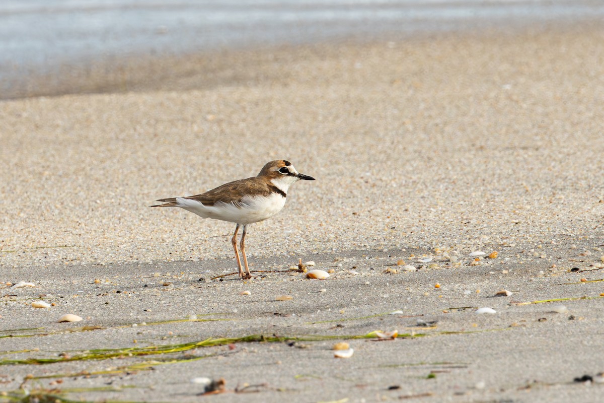 Collared Plover - ML614234590