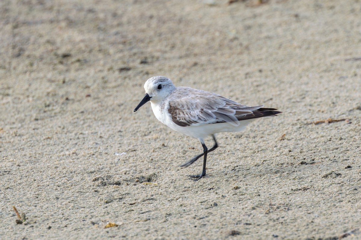 Sanderling - ML614234599