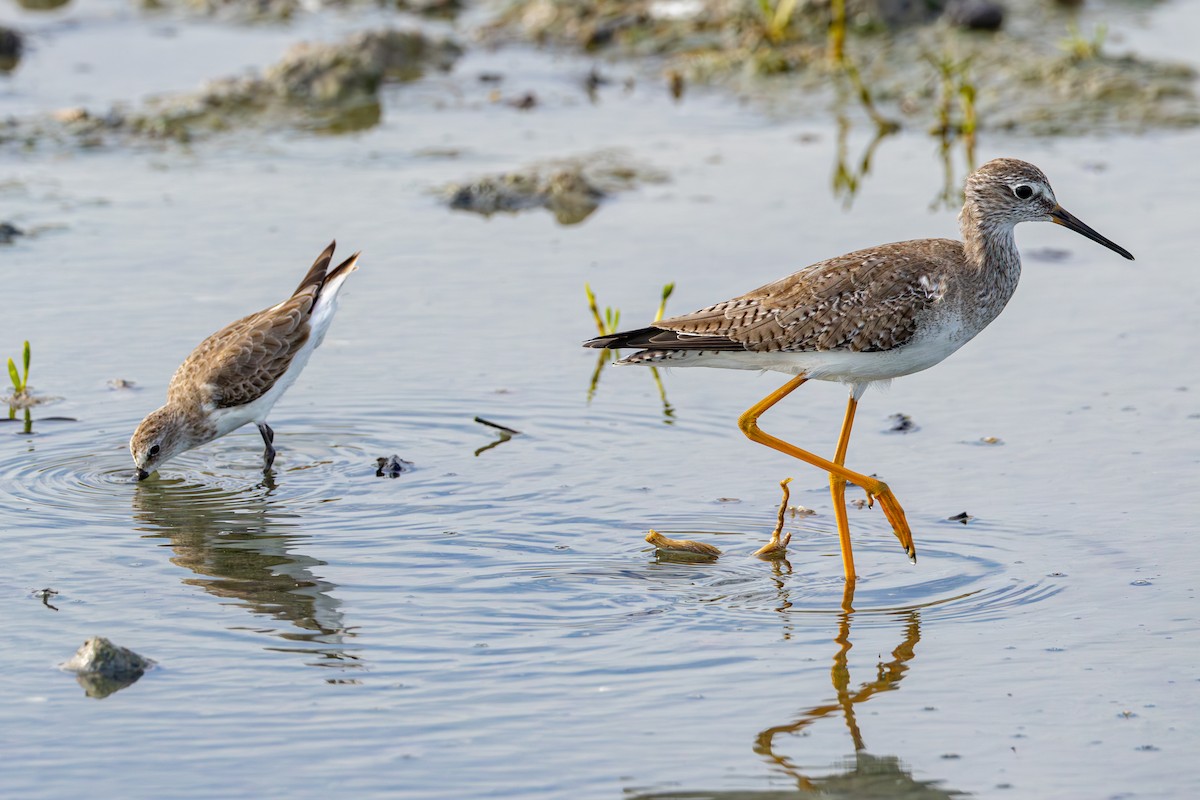 Semipalmated Sandpiper - Gustavo Dallaqua