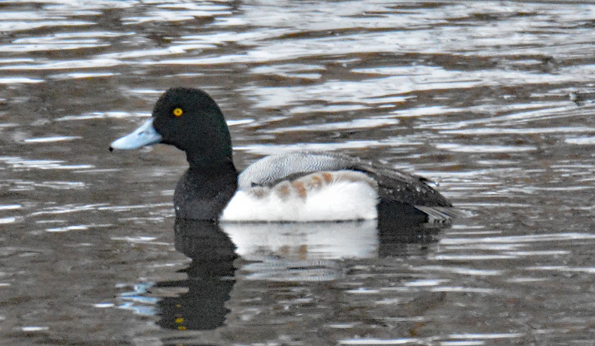 Greater Scaup - ML614234618