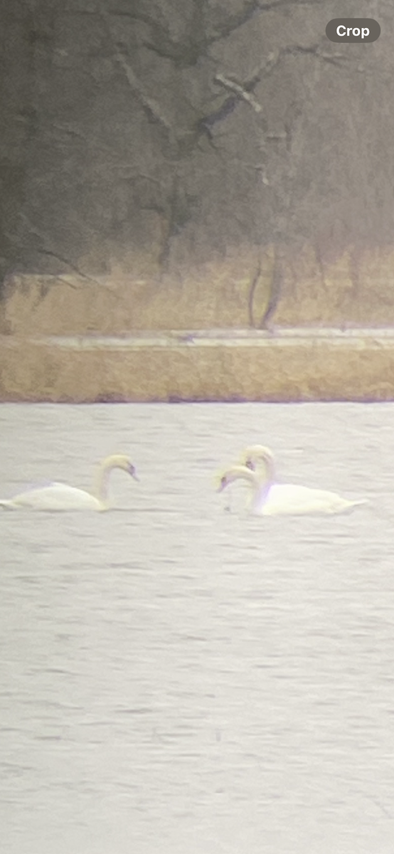 Mute Swan - ML614234642