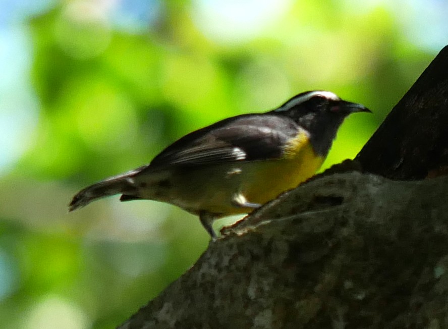 Bananaquit - ML614234671