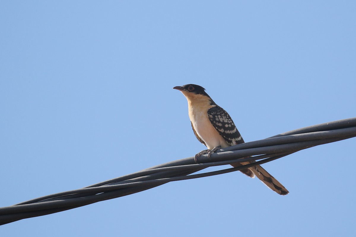 Great Spotted Cuckoo - ML614234676