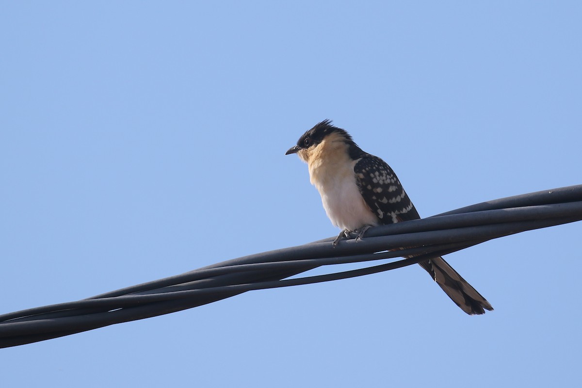 Great Spotted Cuckoo - ML614234678