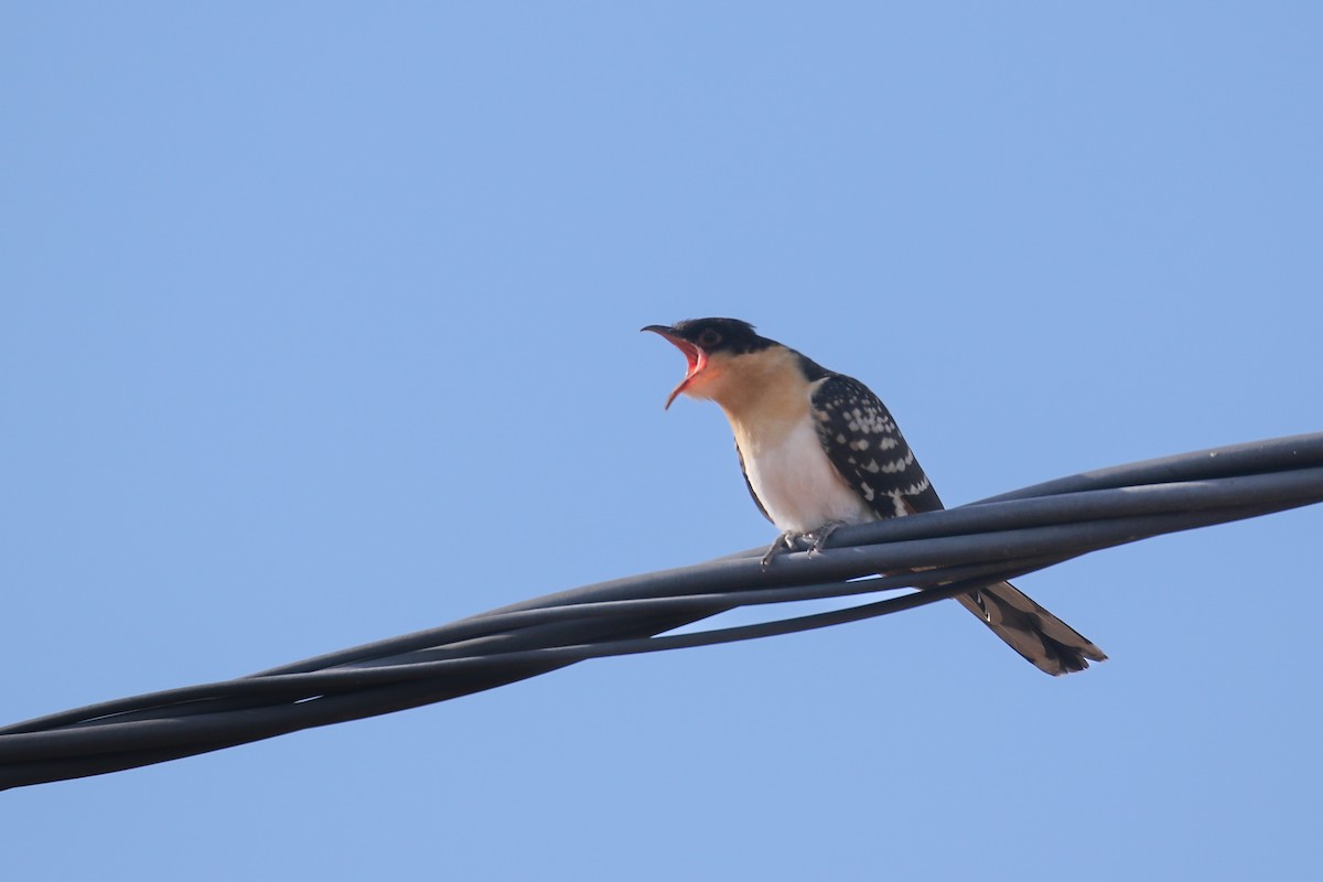 Great Spotted Cuckoo - ML614234679