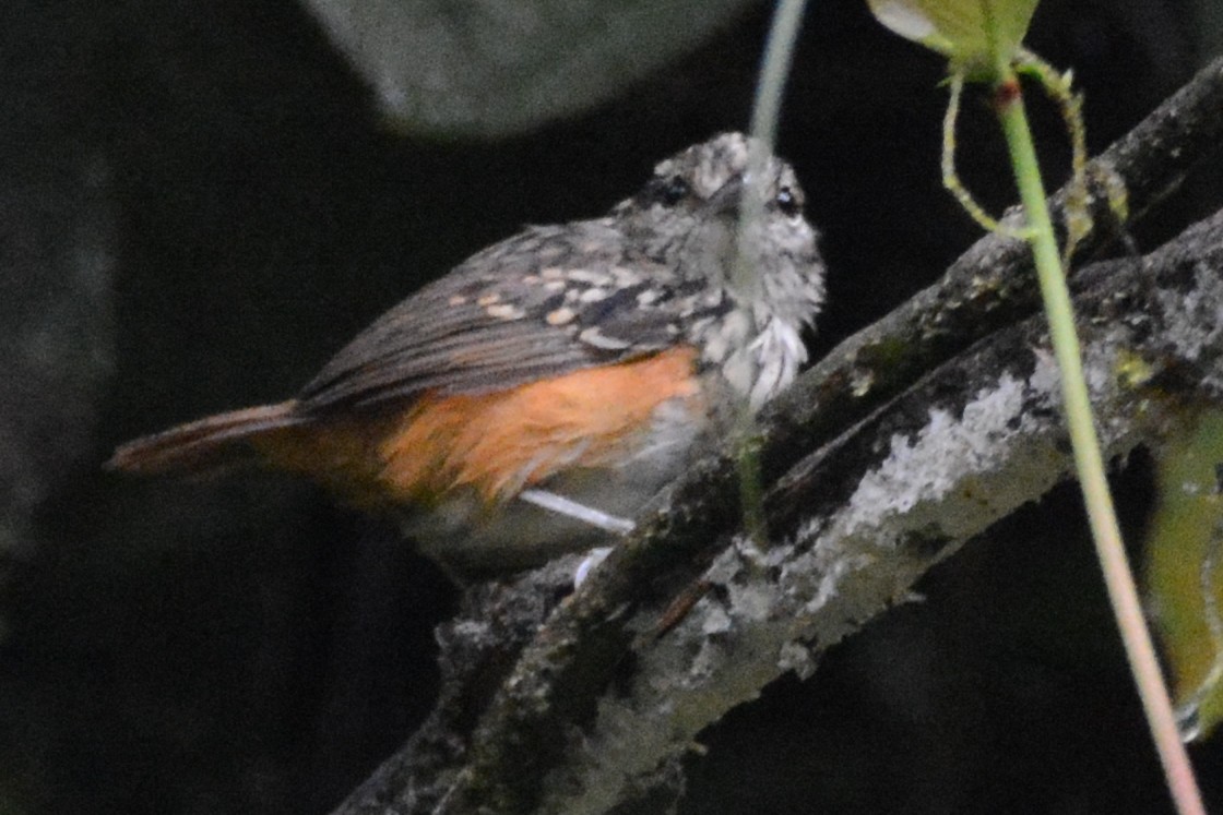 Peruvian Warbling-Antbird - Cathy Pasterczyk