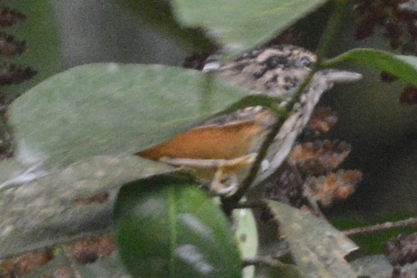 Peruvian Warbling-Antbird - Cathy Pasterczyk