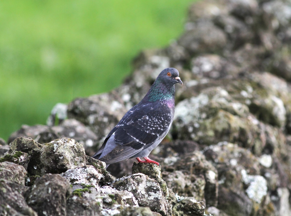 Rock Pigeon (Feral Pigeon) - ML614234695