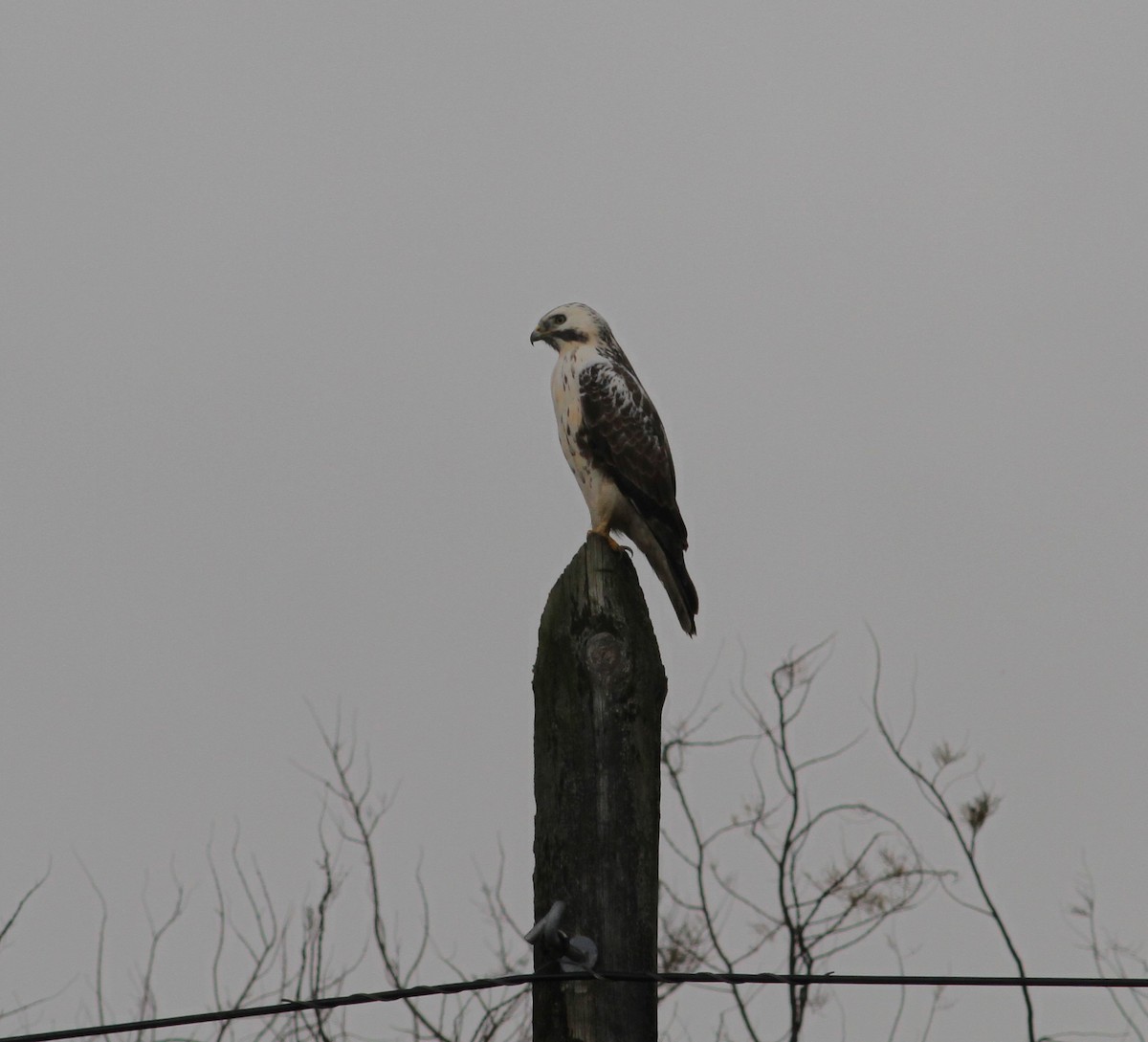 Common Buzzard - ML614234717