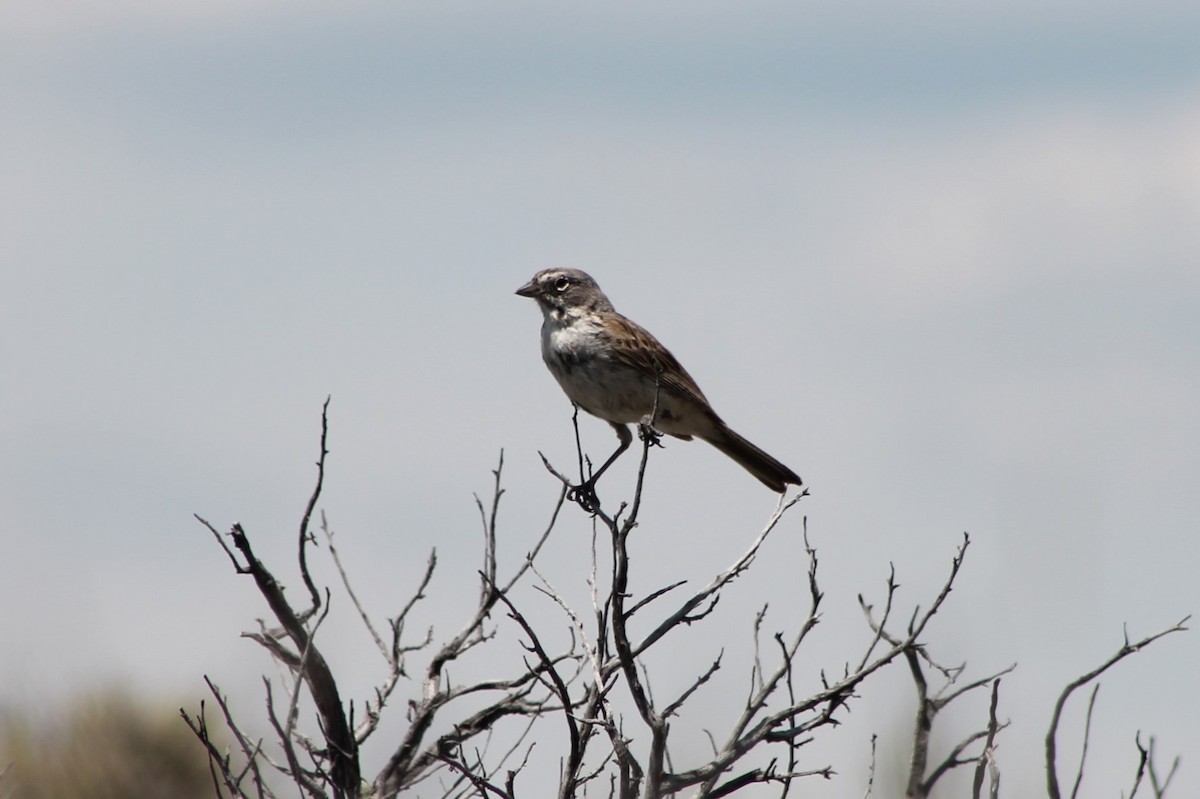 Sagebrush Sparrow - ML614235030
