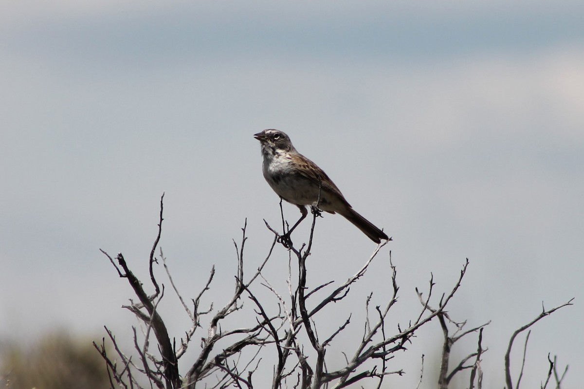 Sagebrush Sparrow - ML614235031