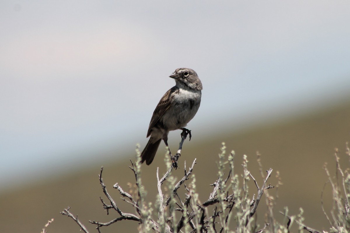 Sagebrush Sparrow - ML614235039