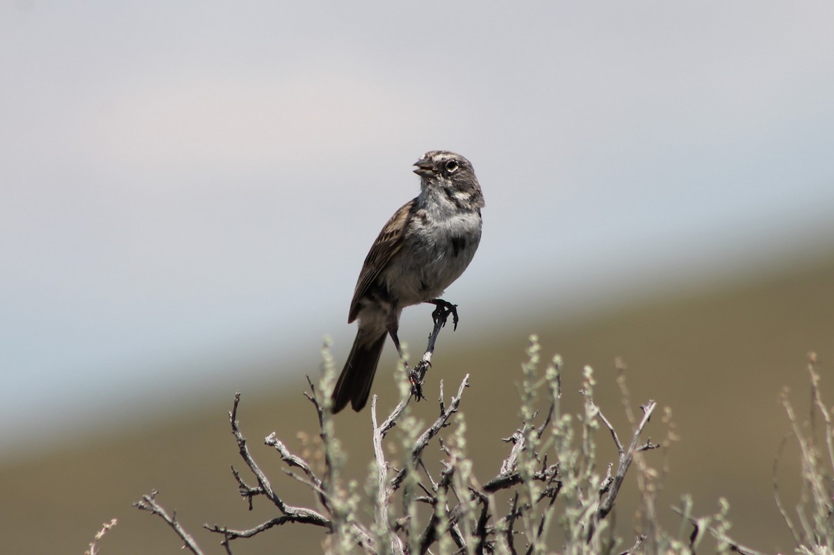 Sagebrush Sparrow - ML614235044