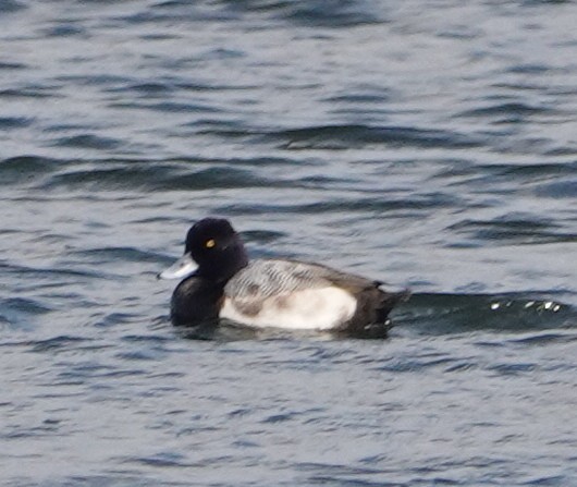 Lesser Scaup - ML614235047