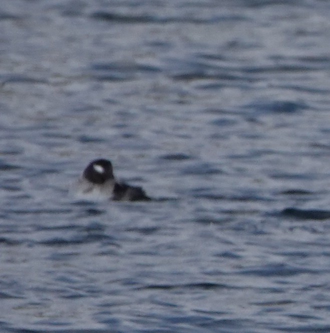 Bufflehead - ML614235051