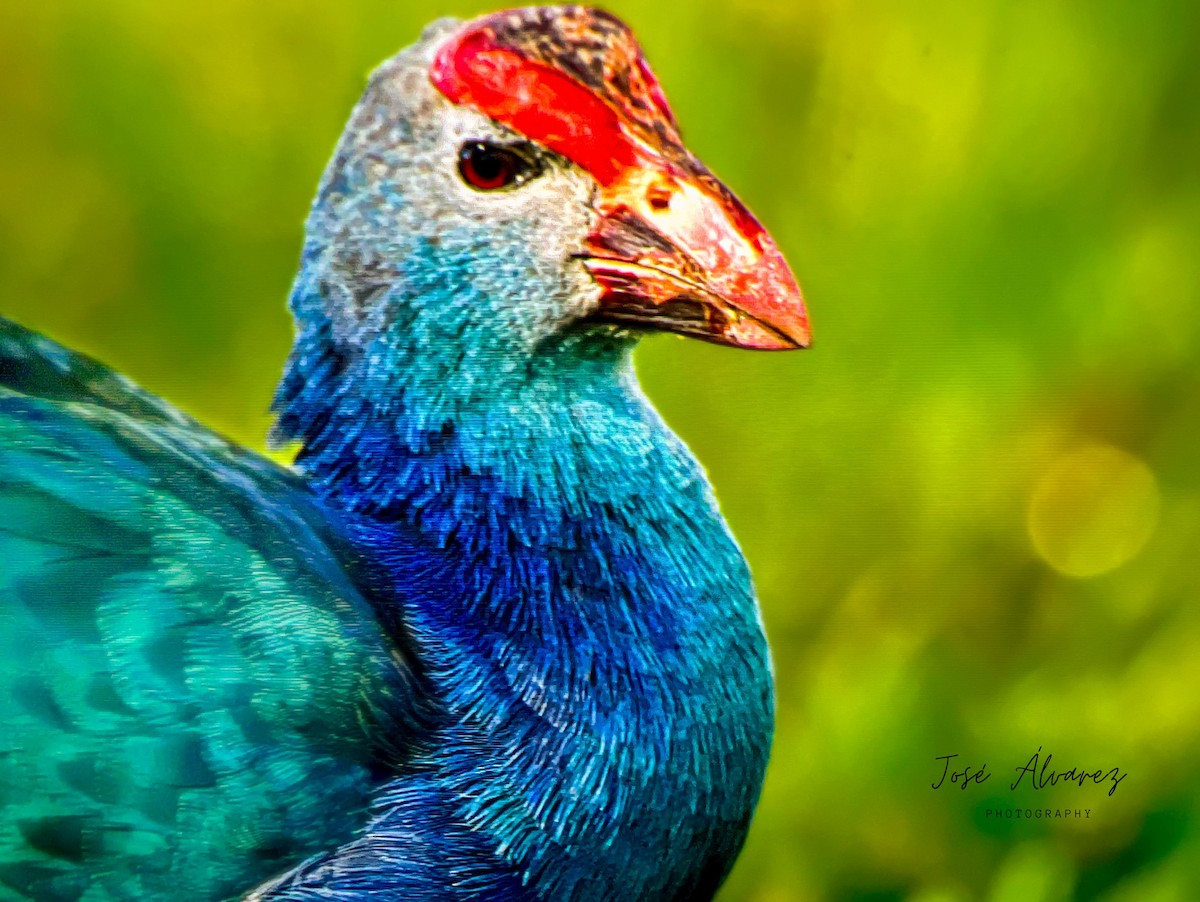 Gray-headed Swamphen - José Alvarez