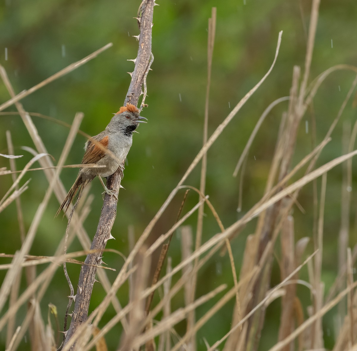 Cinereous-breasted Spinetail - Valéria Boldrin Silva