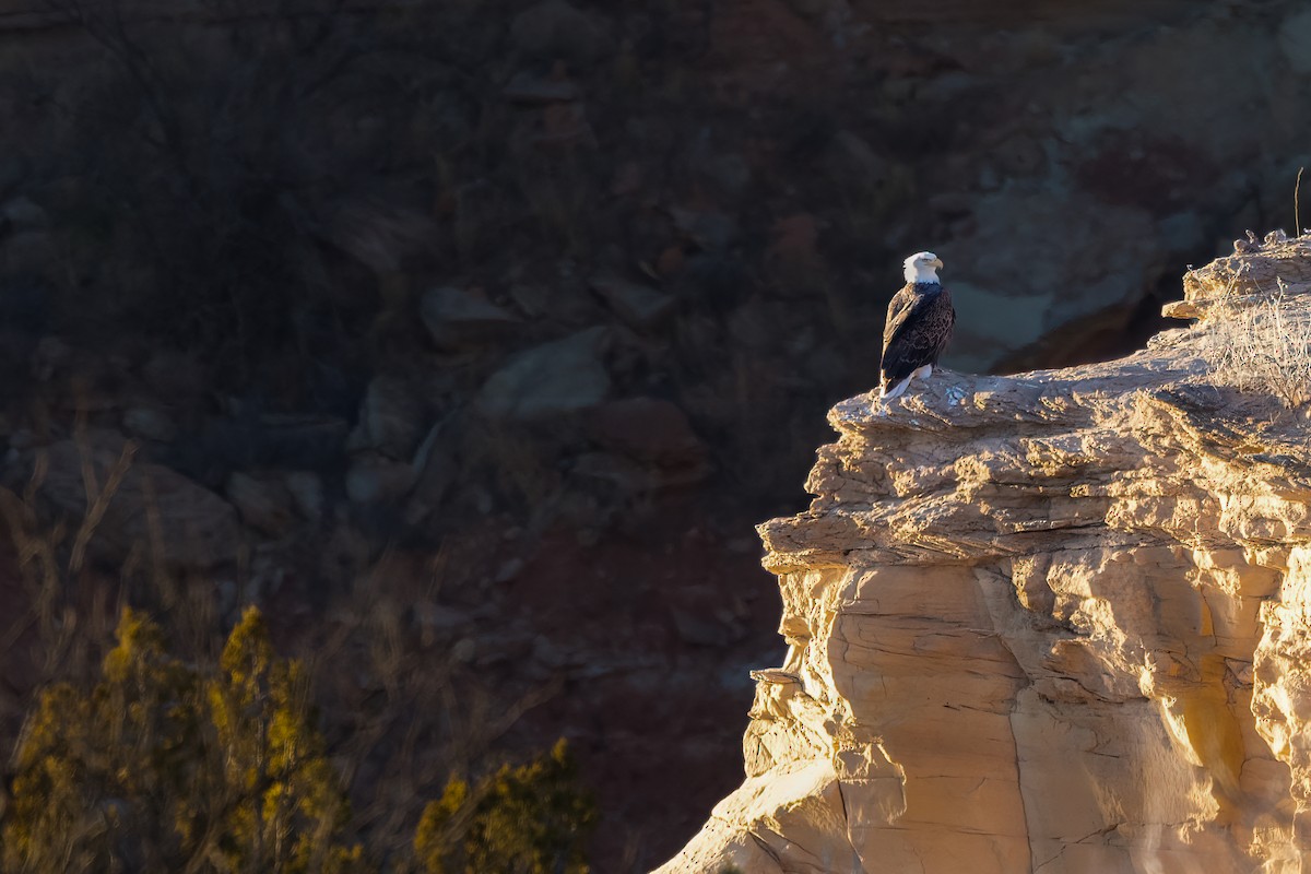 Bald Eagle - ML614235202