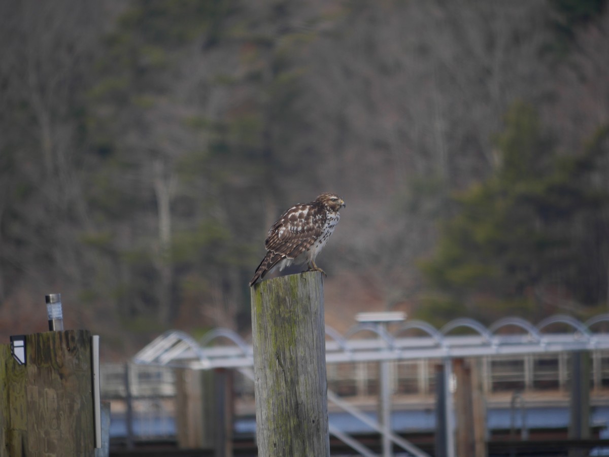 Red-shouldered Hawk - ML614235227