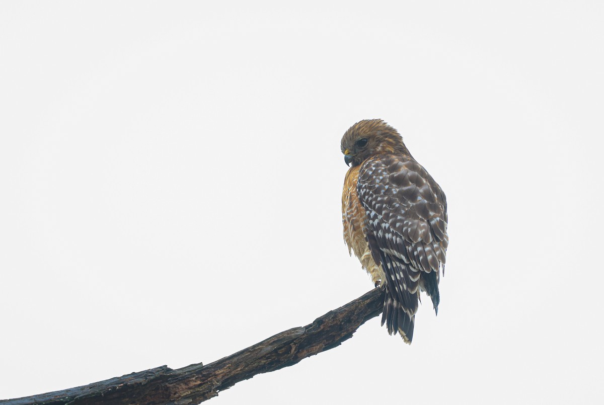 Red-shouldered Hawk - ML614235298