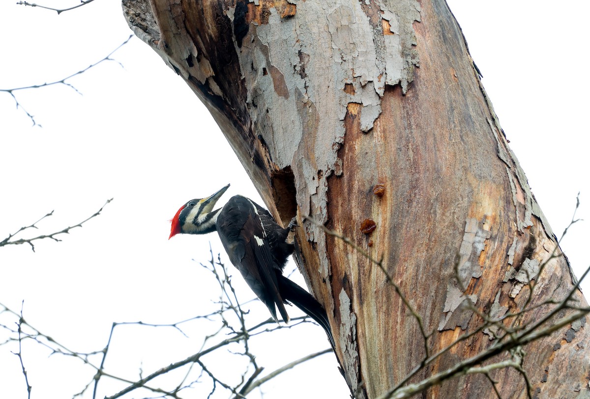 Pileated Woodpecker - ML614235300