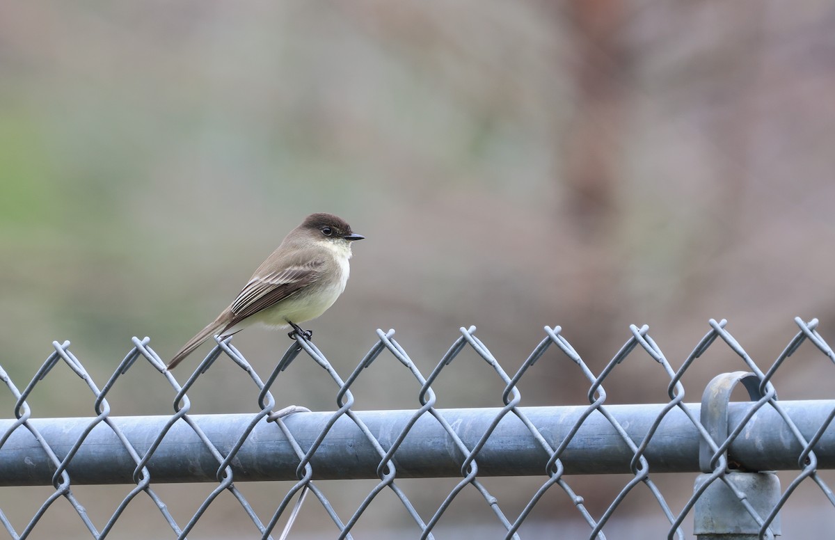 Eastern Phoebe - ML614235303