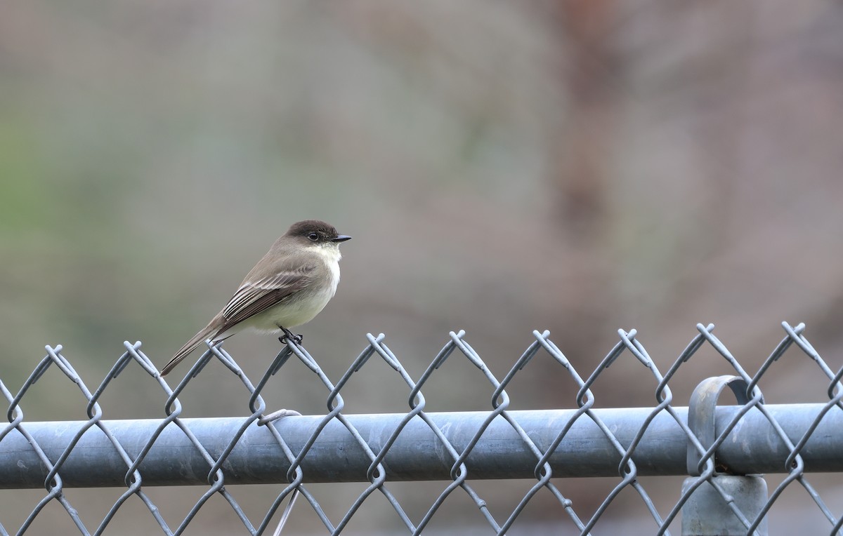 Eastern Phoebe - ML614235304