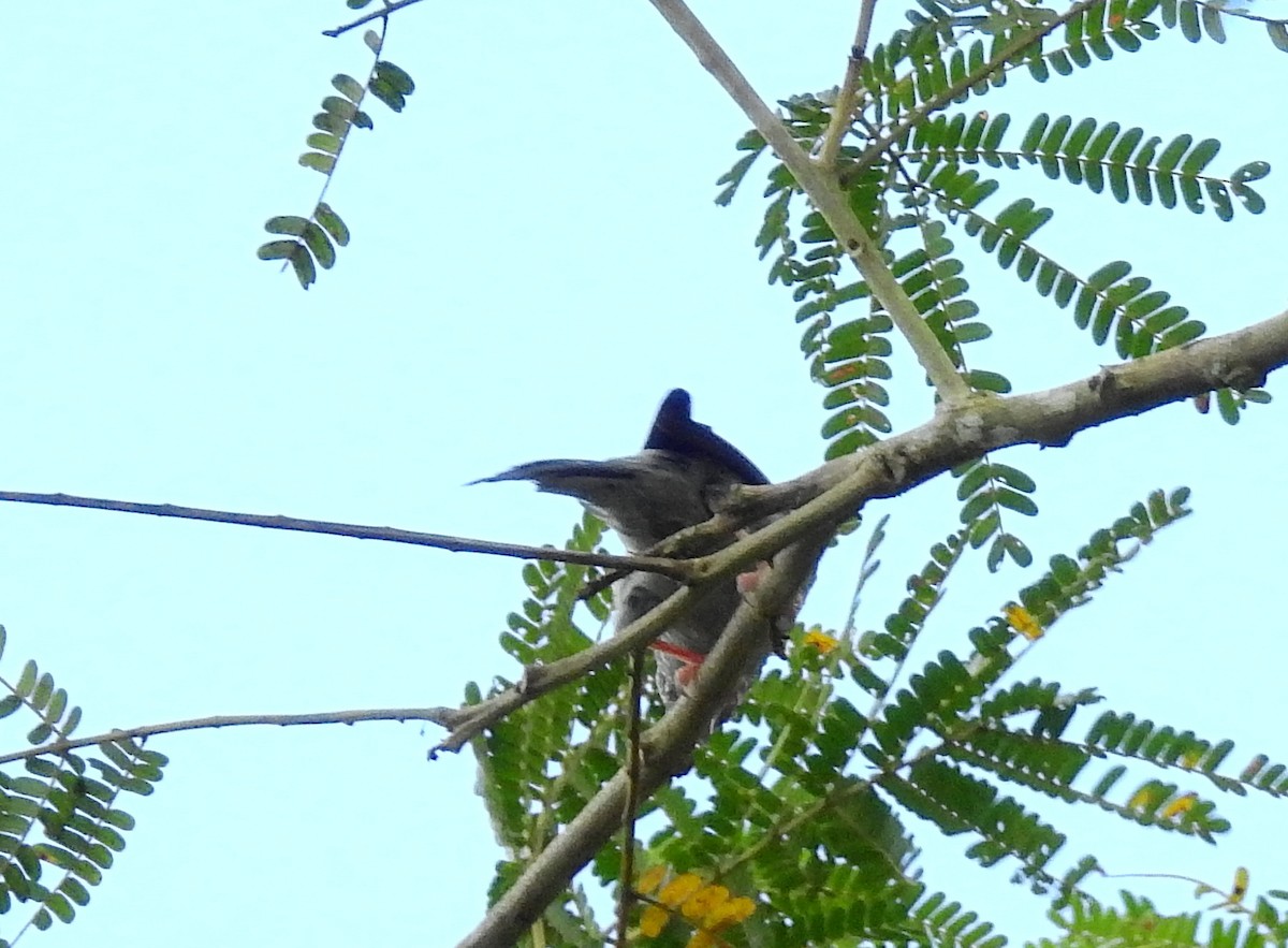 Pink-legged Graveteiro - Bob Curry