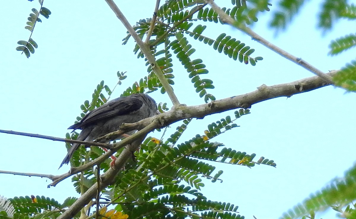 Pink-legged Graveteiro - Bob Curry