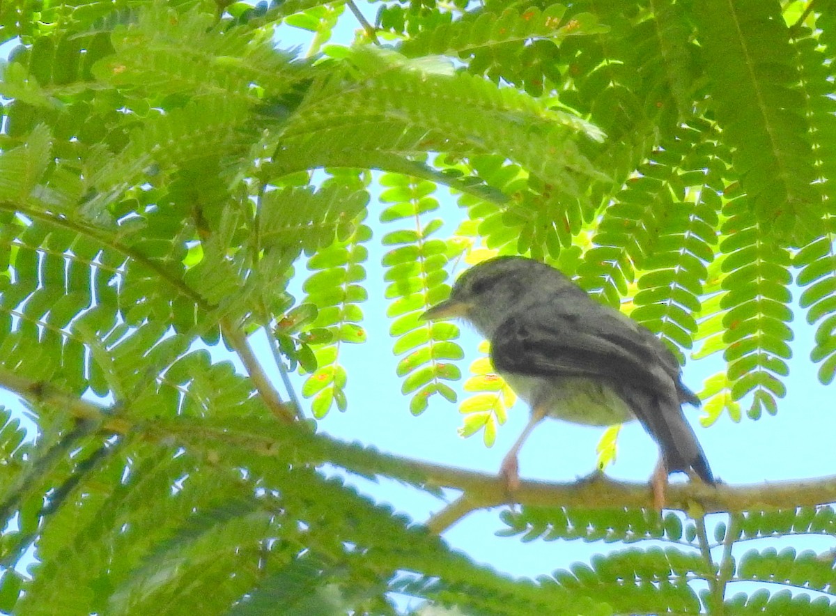 Pink-legged Graveteiro - Bob Curry