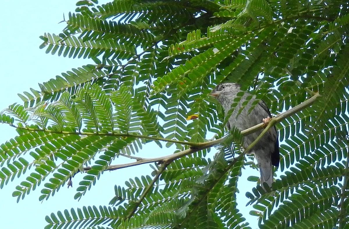 Pink-legged Graveteiro - Bob Curry