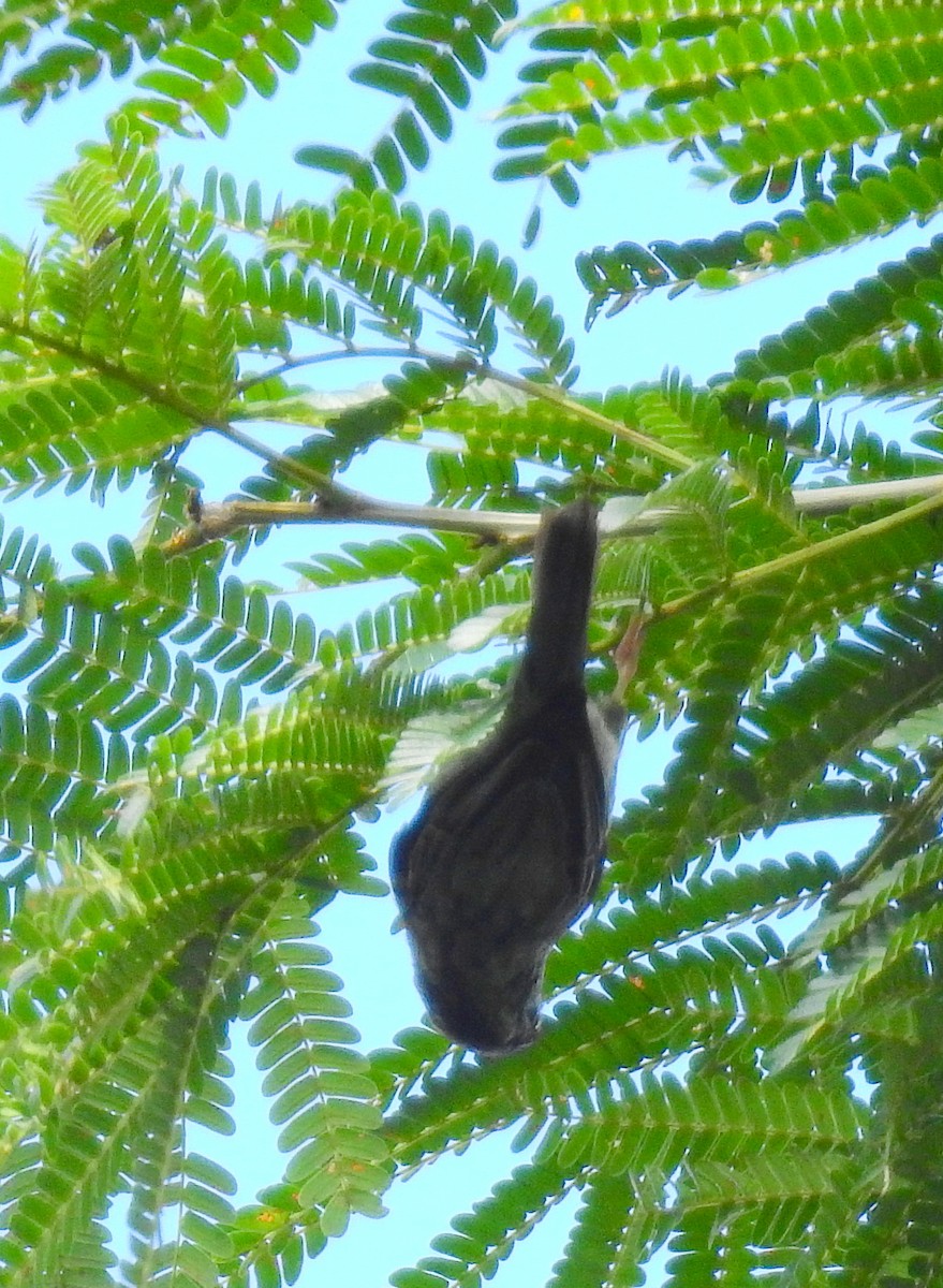 Pink-legged Graveteiro - Bob Curry