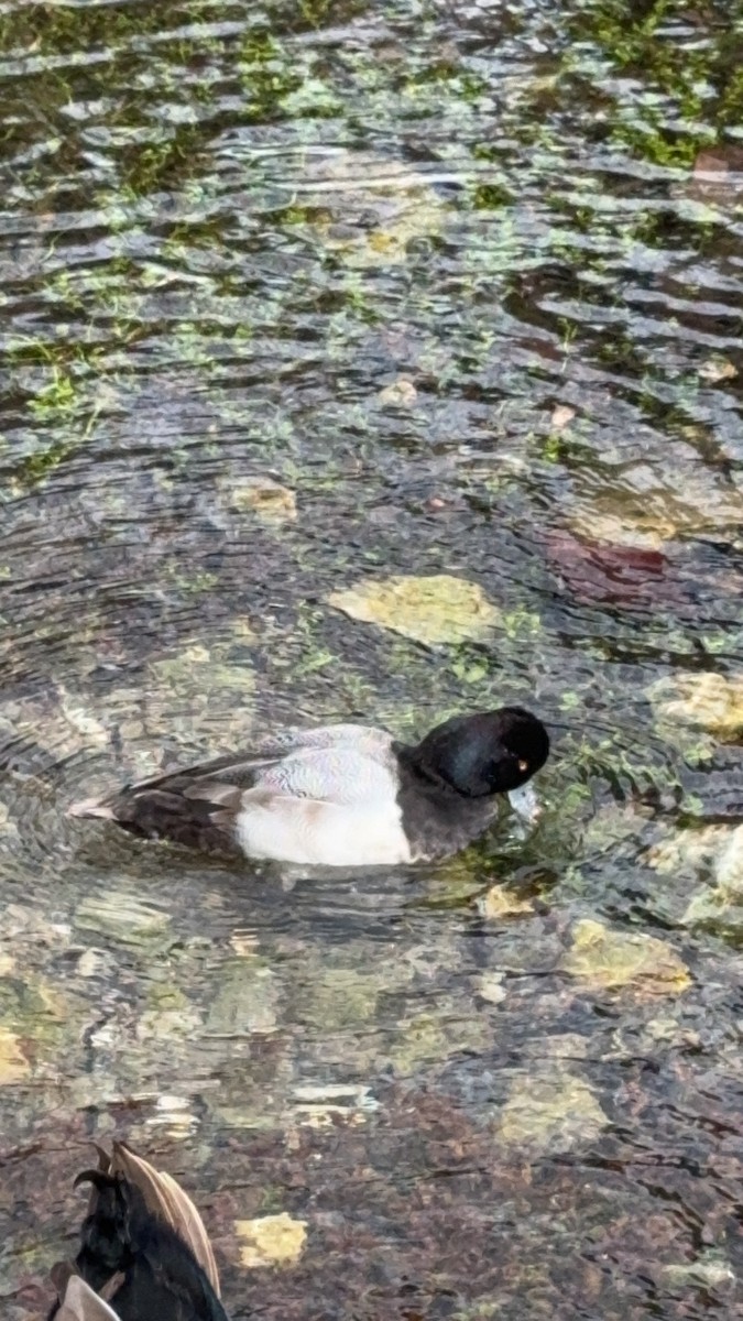 Lesser Scaup - Brandi Steuer