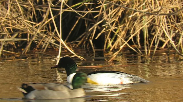 Common Merganser - ML614235376