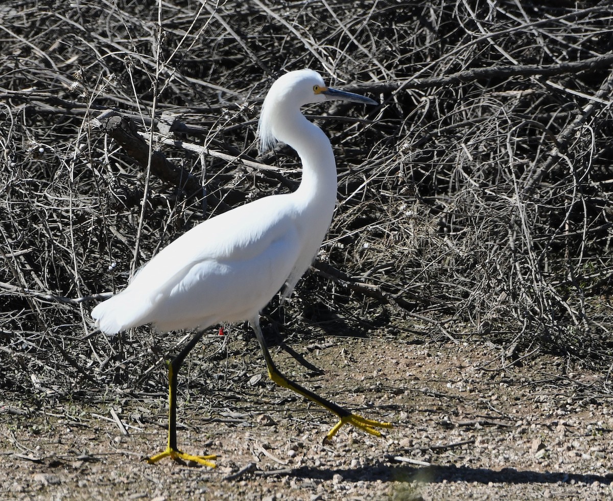 Snowy Egret - ML614235427