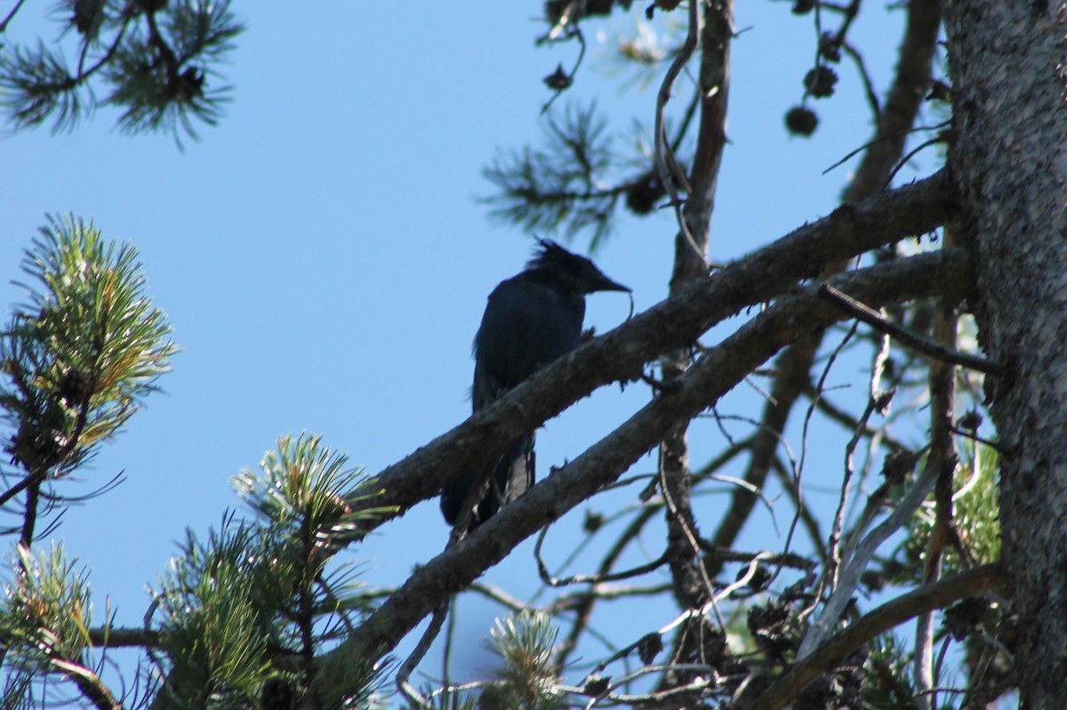 Steller's Jay - Andrew Staufer