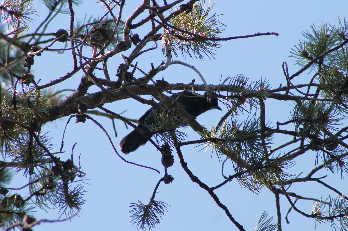 Steller's Jay - ML614235457