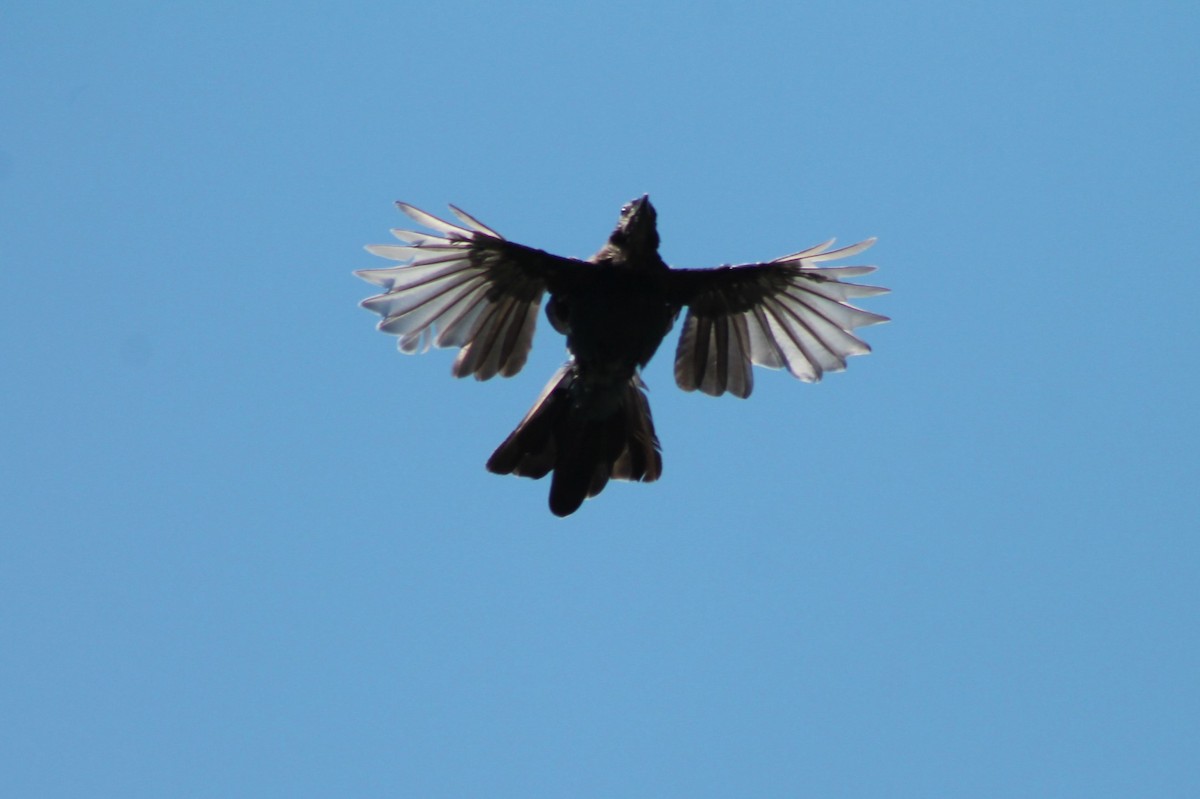 Steller's Jay - Andrew Staufer